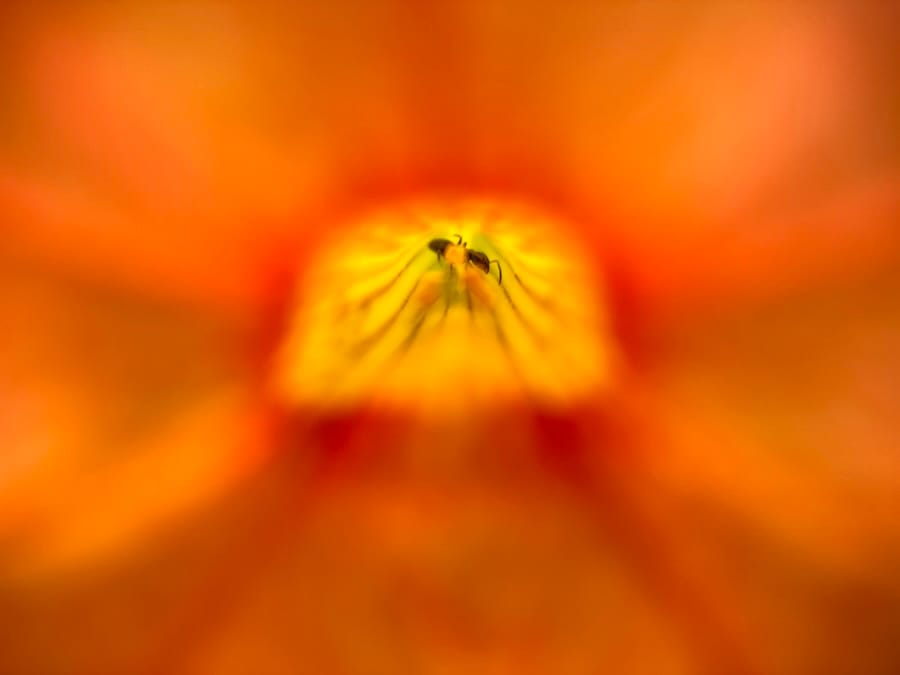 Macro of ant inside orange flower petal