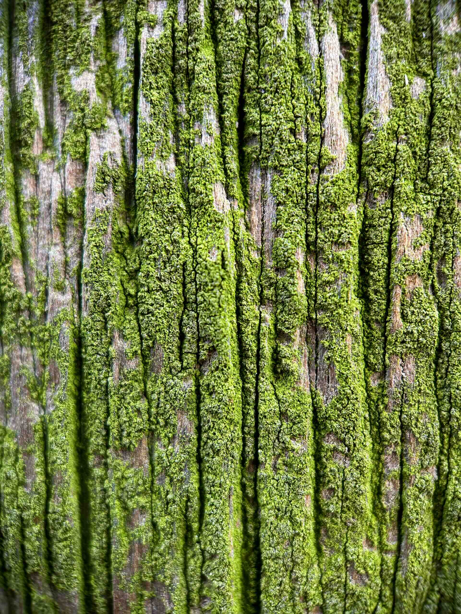 Close-up of moss on tree bark texture.