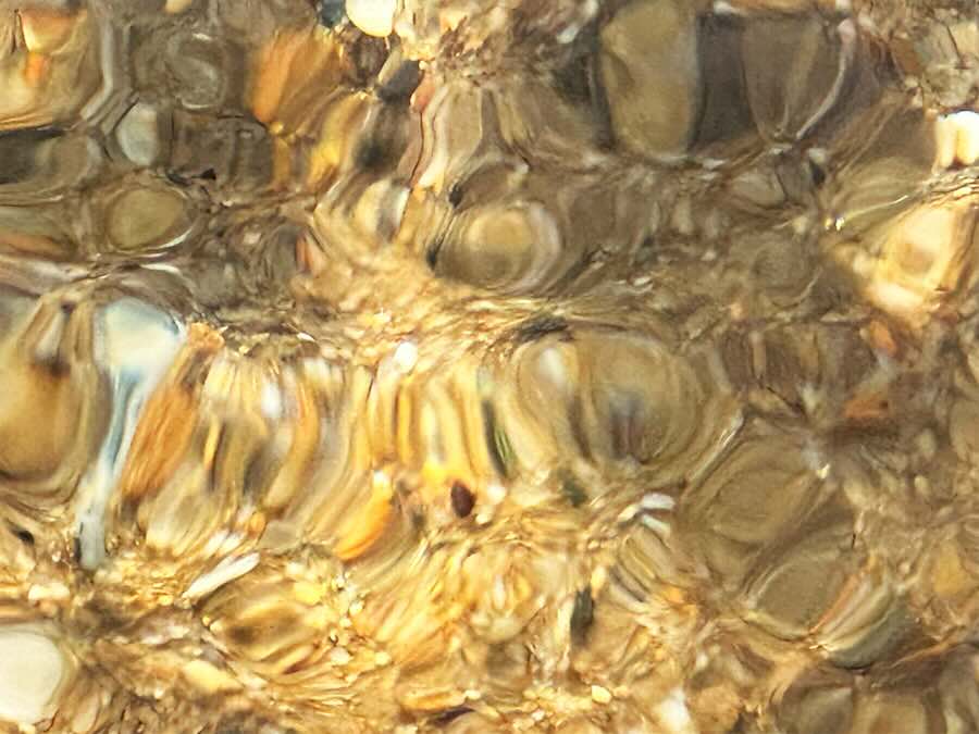 Sunlight creates golden ripple patterns on water surface.