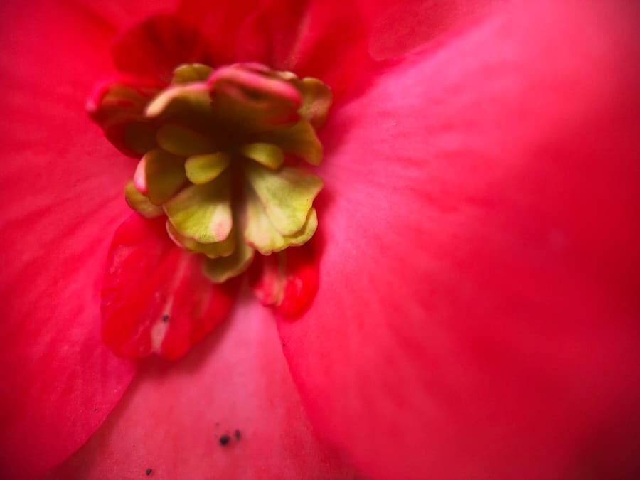 Close-up of a vibrant pink flower center
