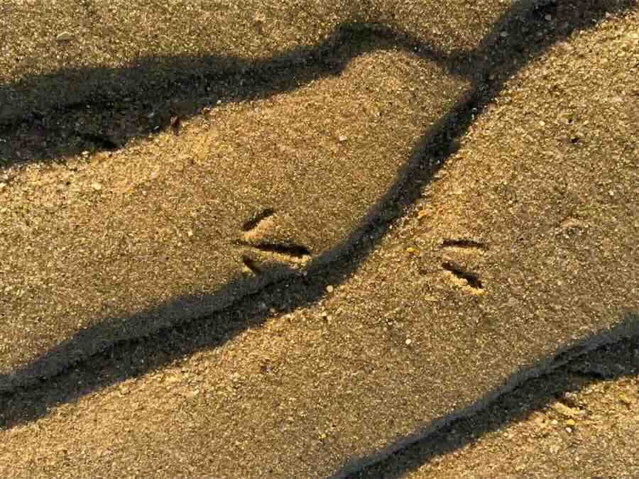 Bird footprints in sandy surface.